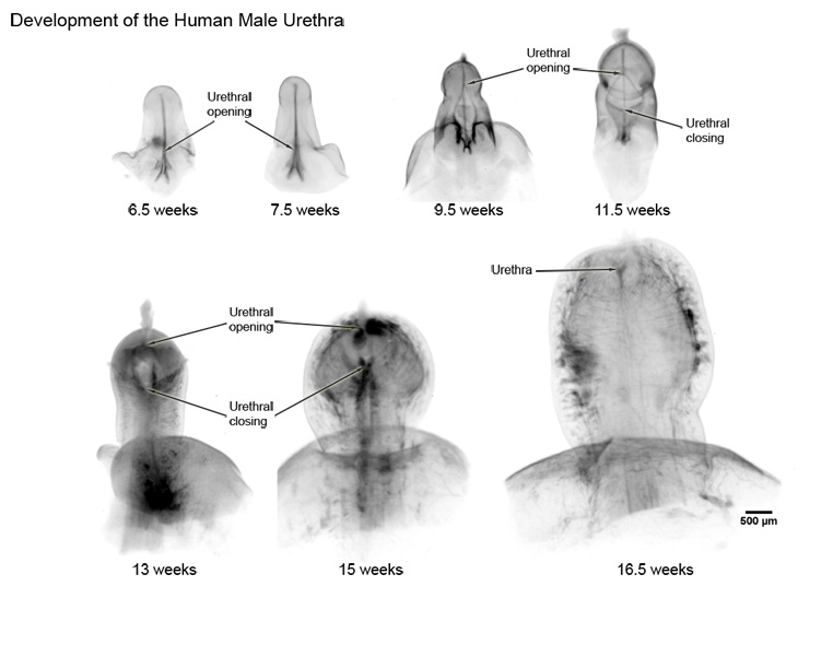 male age progression penis growth story